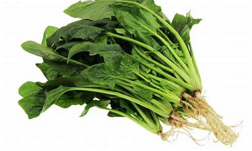 菠菜资源网:菠菜注册网(菠菜注册游戏)